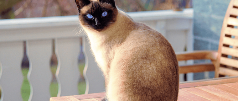chat fait pipi partout